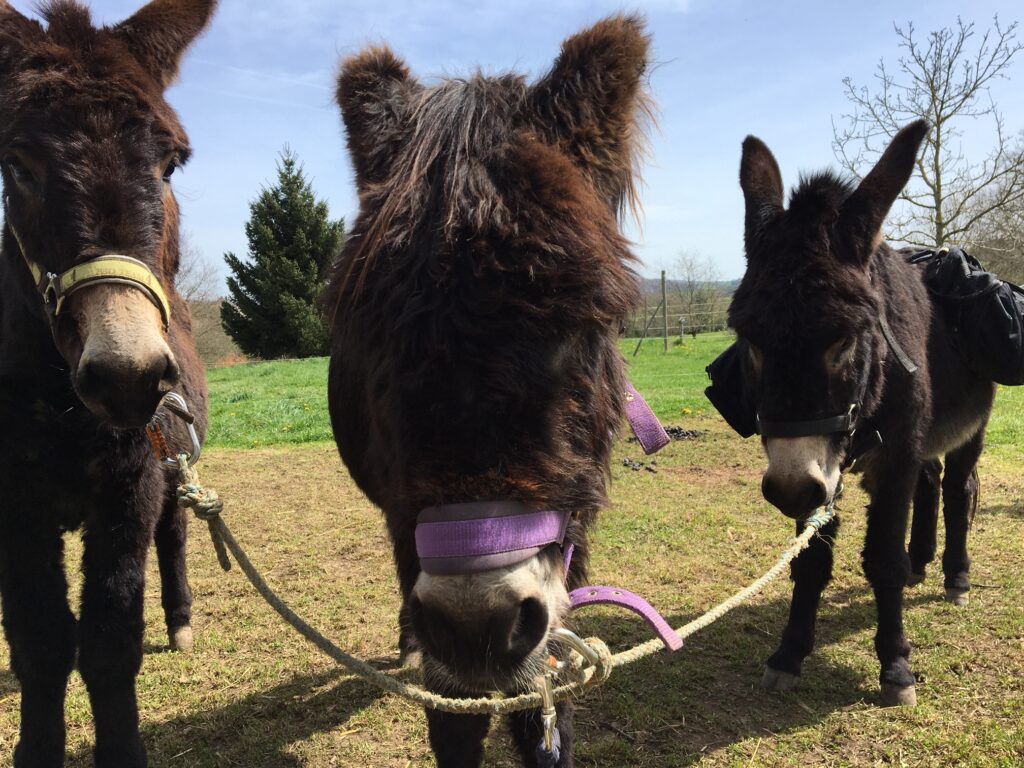 randonnée en ânes dans le morvan