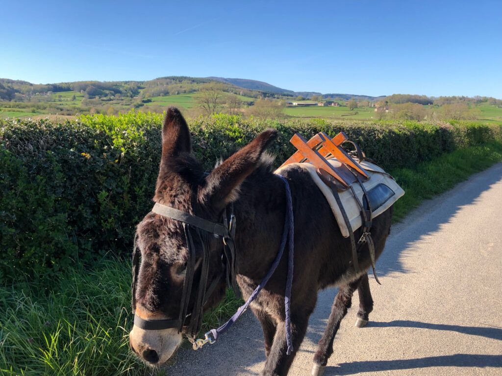 randonnée en ânes dans le morvan